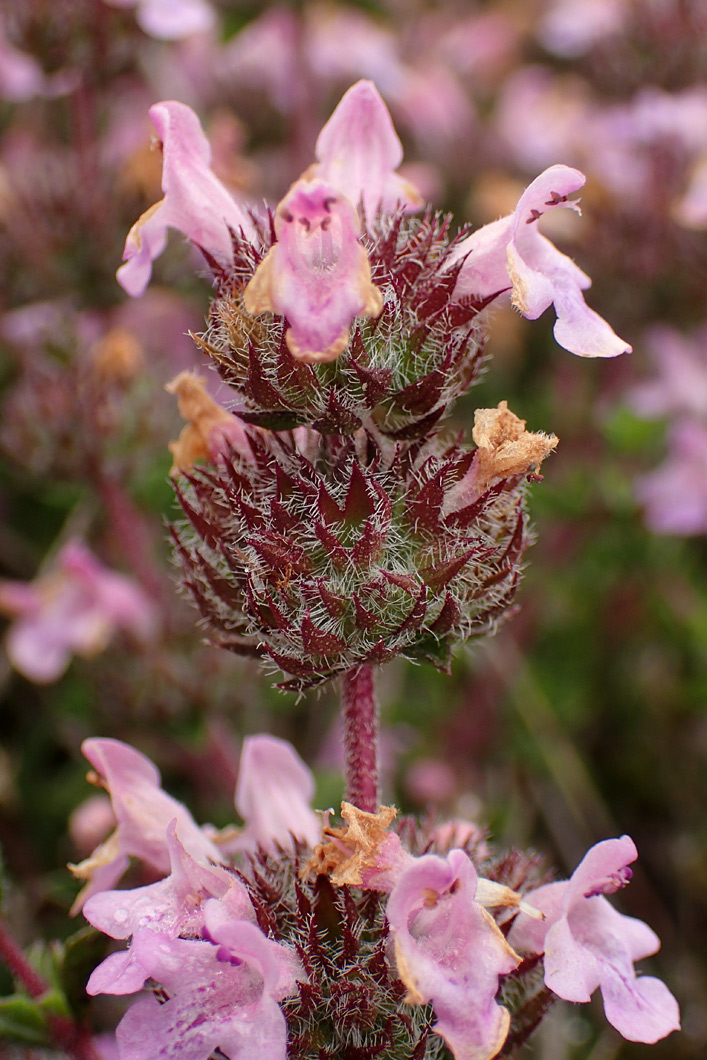 Image of Thymus comptus specimen.