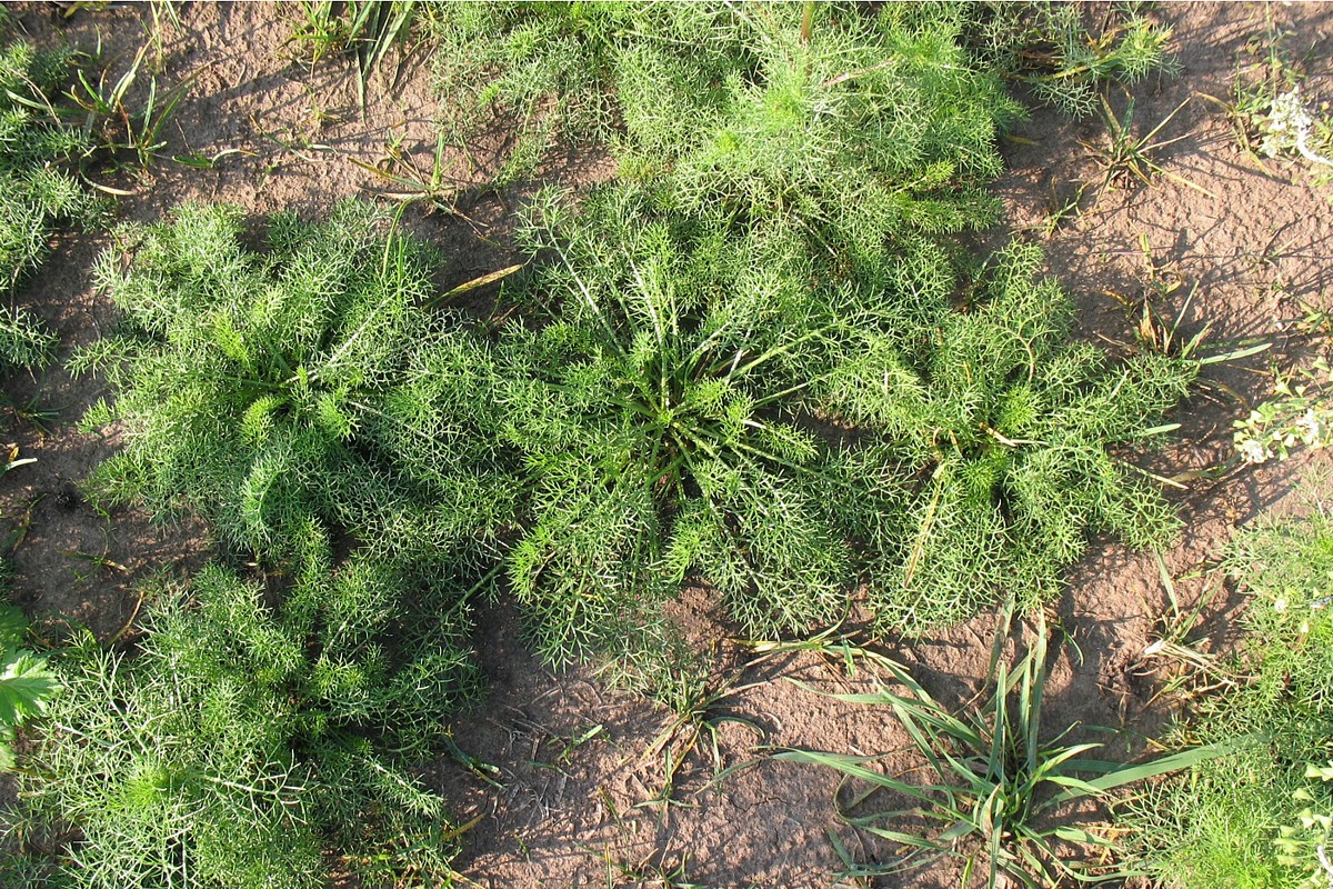 Image of Tripleurospermum inodorum specimen.