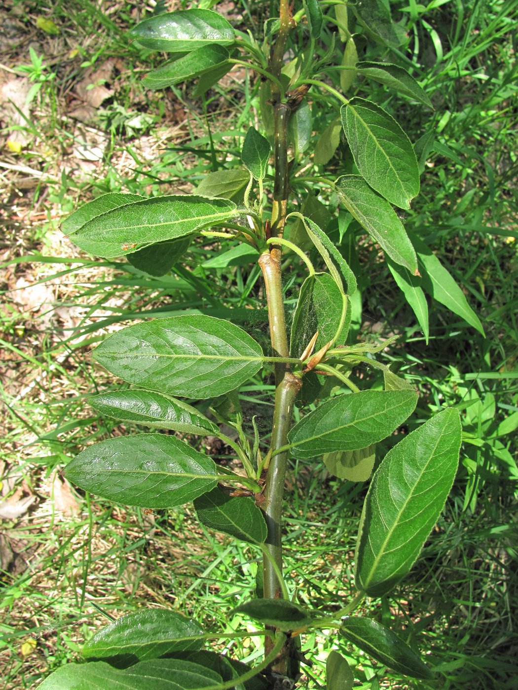 Image of genus Populus specimen.