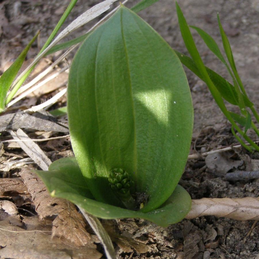 Image of Listera ovata specimen.