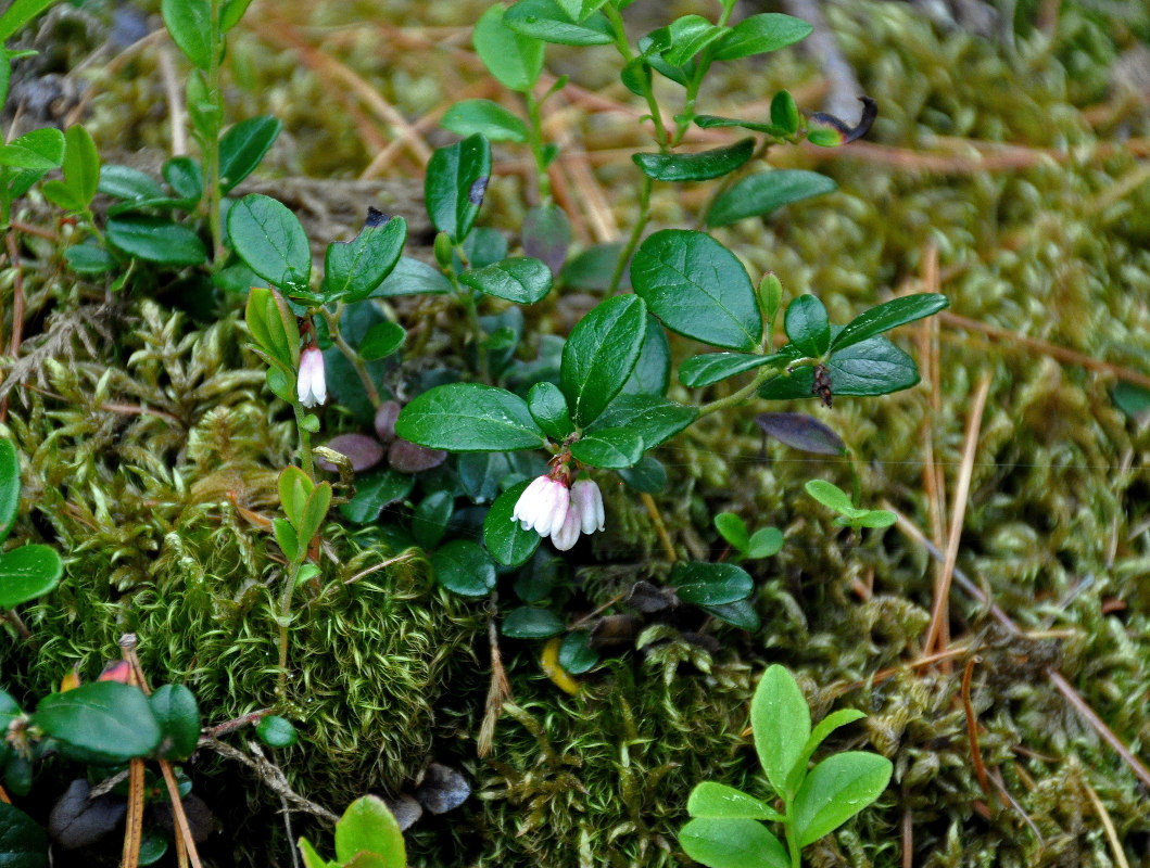 Image of Vaccinium vitis-idaea specimen.