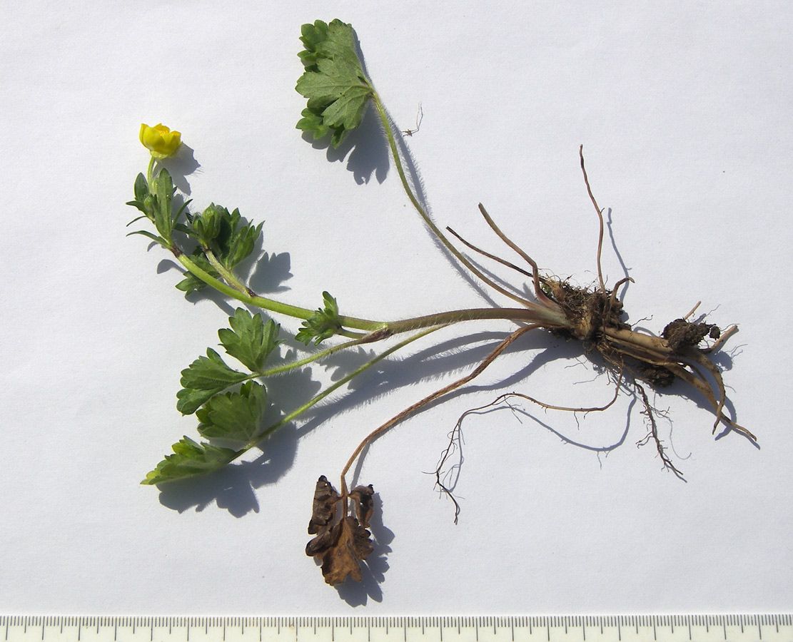 Image of Ranunculus aleae specimen.