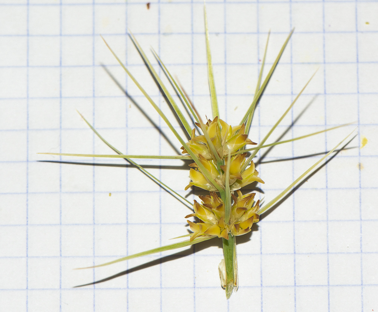 Image of Lomandra longifolia specimen.