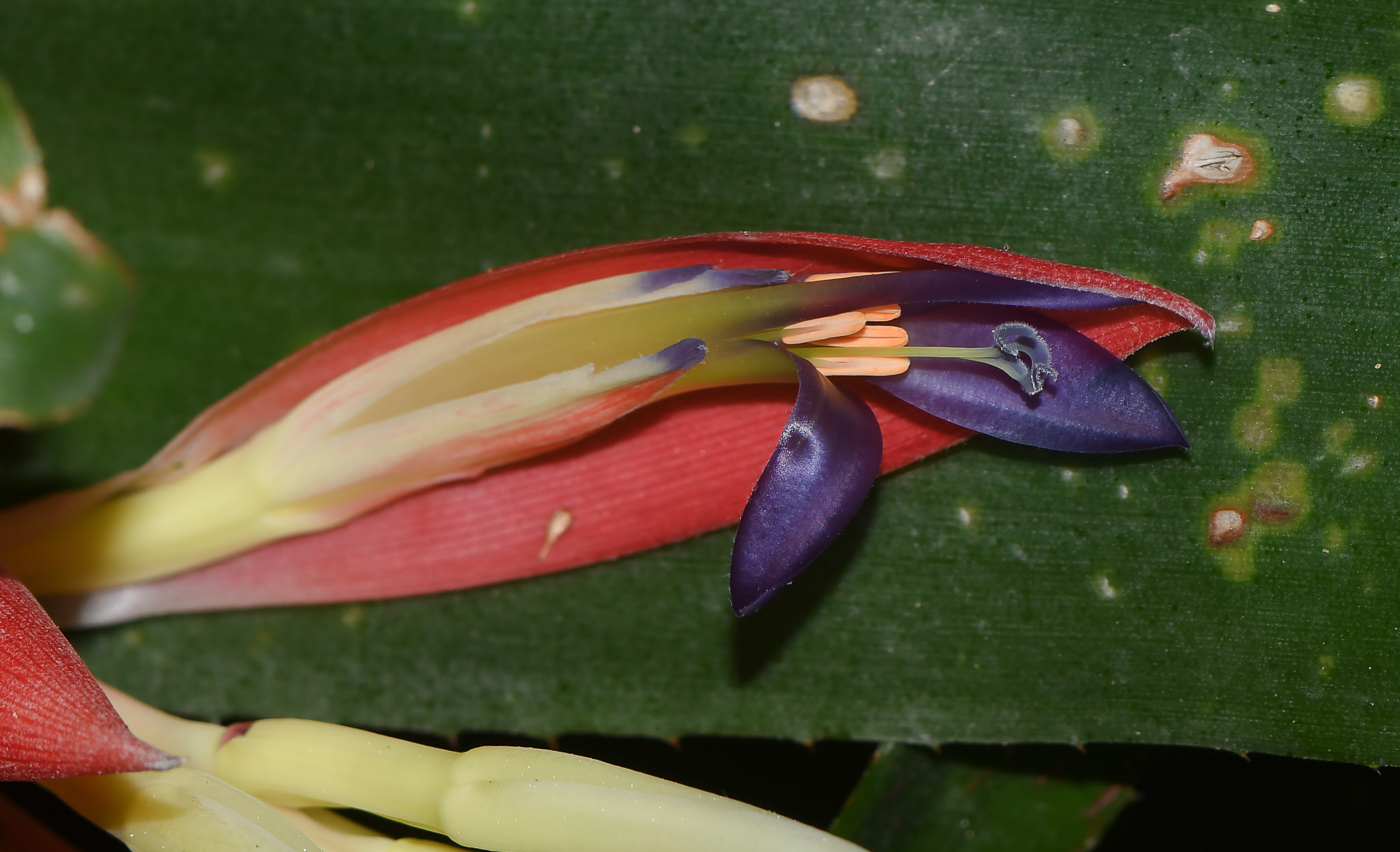 Image of Billbergia lietzei specimen.