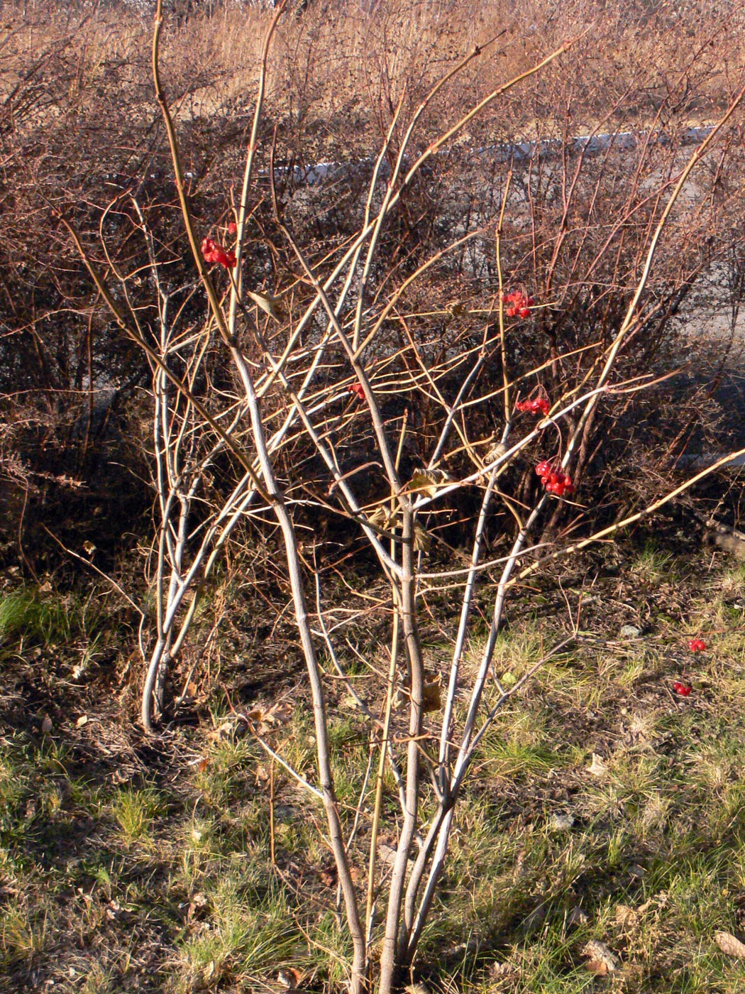 Image of Viburnum opulus specimen.