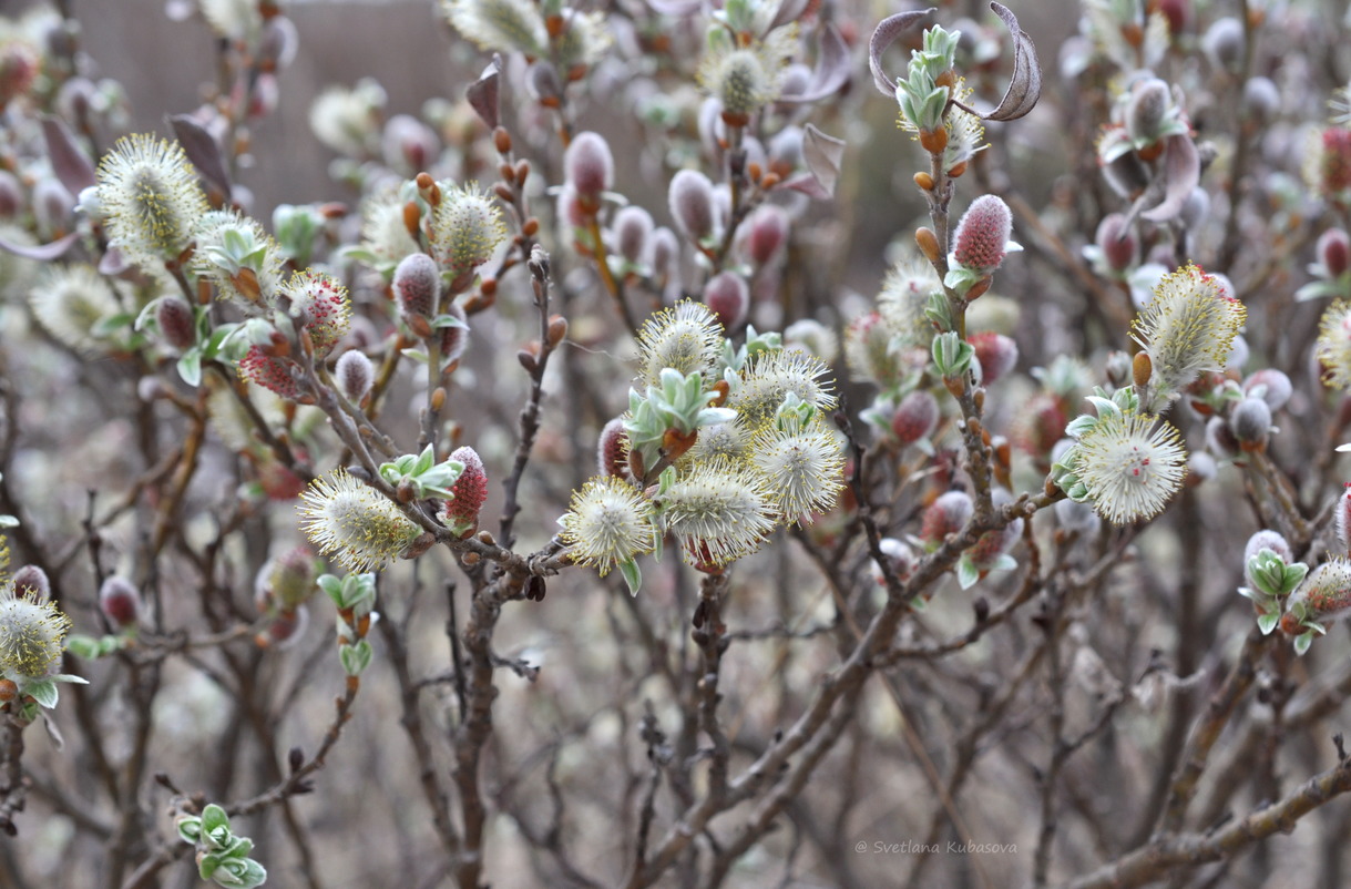 Image of Salix helvetica specimen.