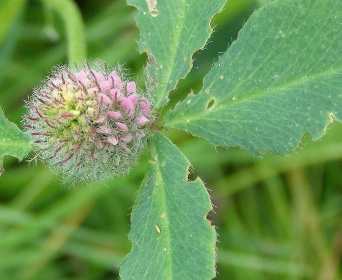 Image of Trifolium borysthenicum specimen.