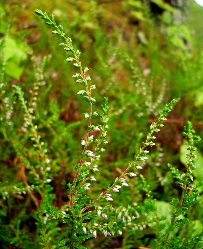 Изображение особи Calluna vulgaris.