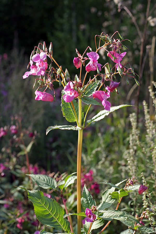 Image of Impatiens glandulifera specimen.