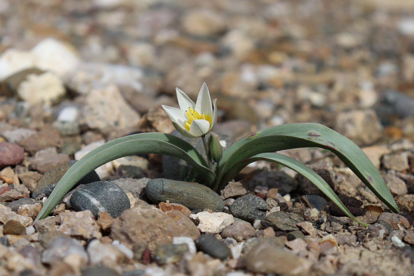 Изображение особи Tulipa biflora.