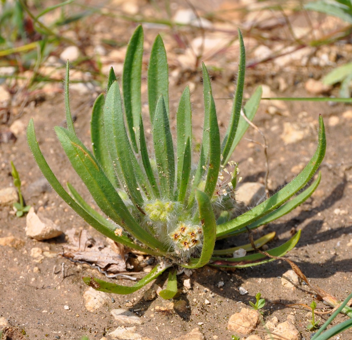 Image of Plantago cretica specimen.