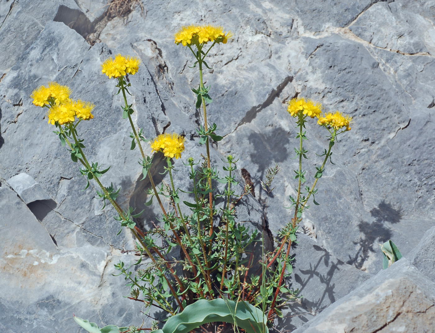 Изображение особи Hypericum scabrum.