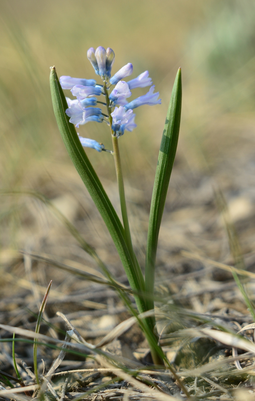 Image of Hyacinthella pallasiana specimen.