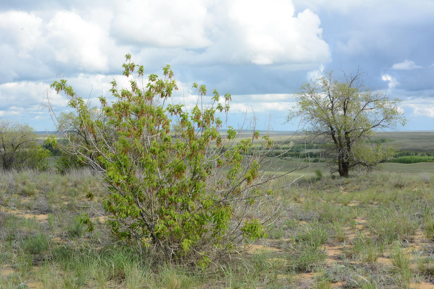 Image of Acer negundo specimen.