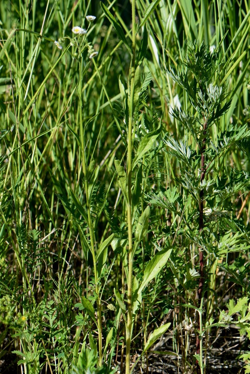 Image of Erigeron annuus specimen.