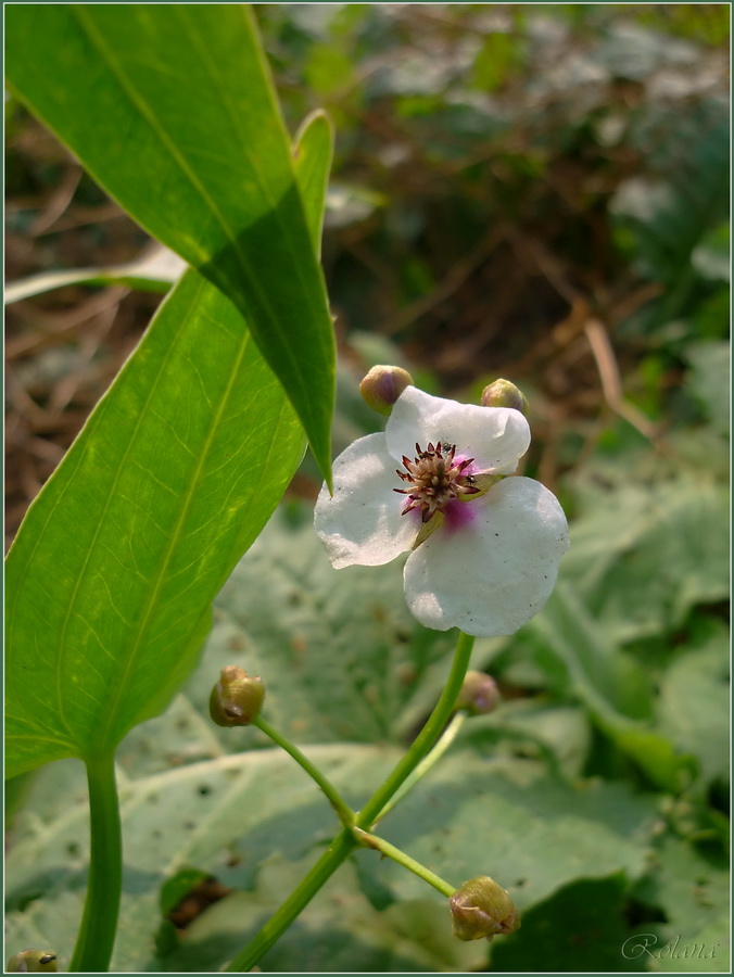 Image of Sagittaria sagittifolia specimen.