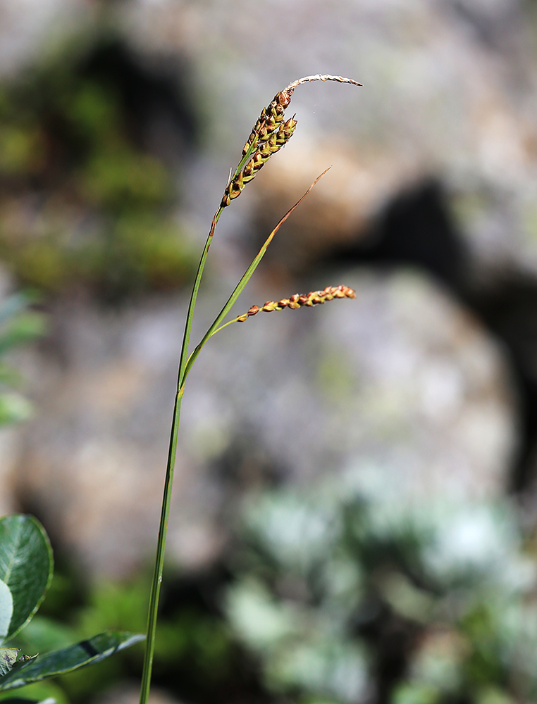 Image of Carex rigidioides specimen.