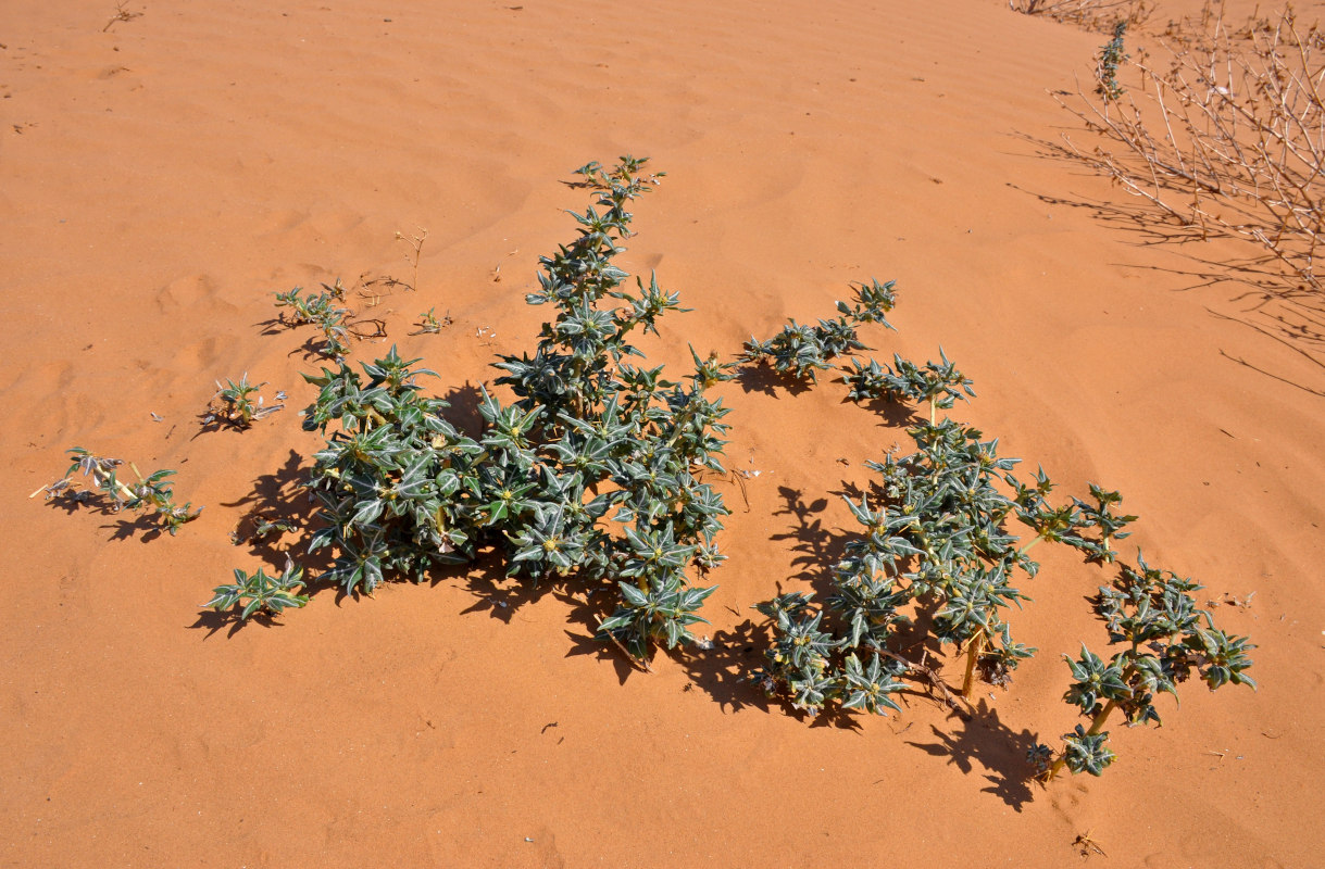 Image of Xanthium spinosum specimen.