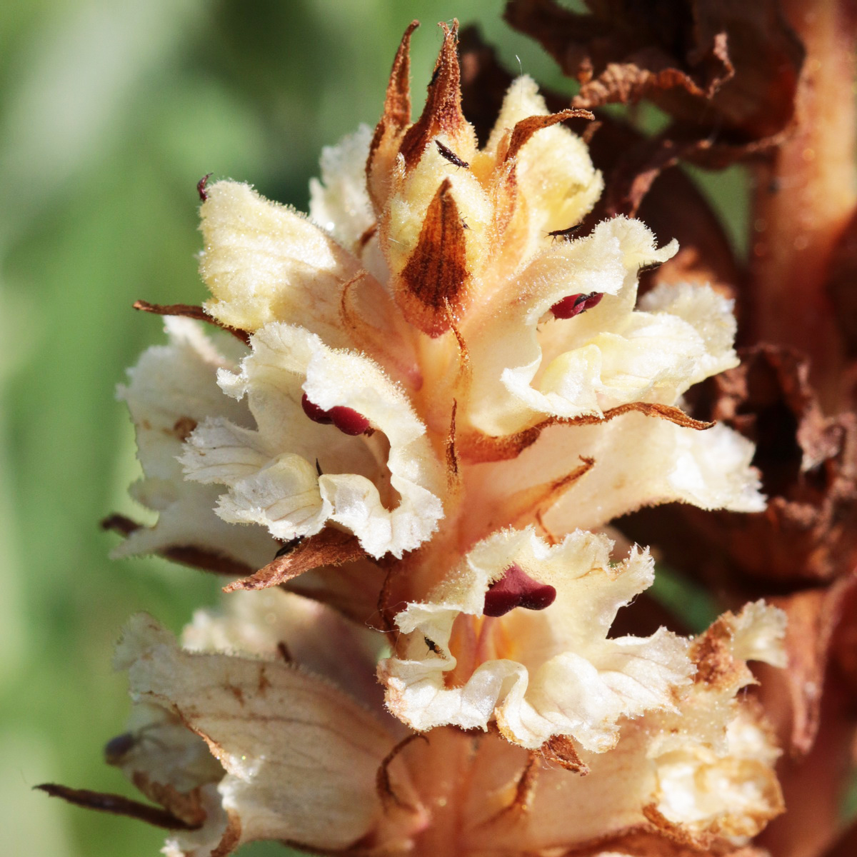 Изображение особи Orobanche alba.