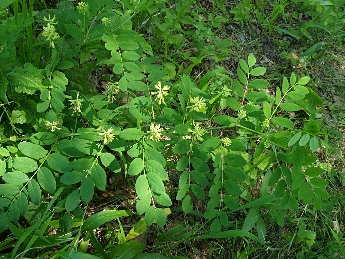 Изображение особи Astragalus glycyphyllos.