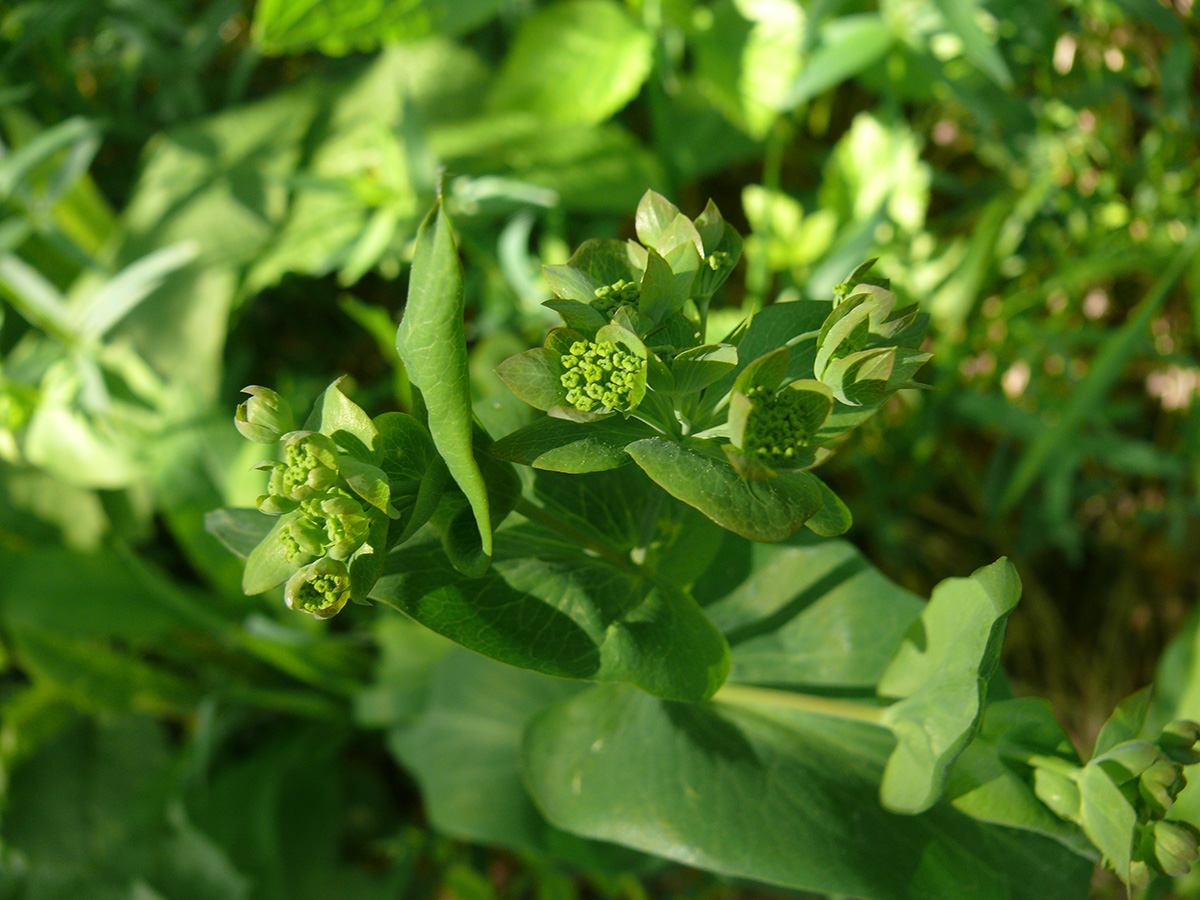 Изображение особи Bupleurum longifolium ssp. aureum.