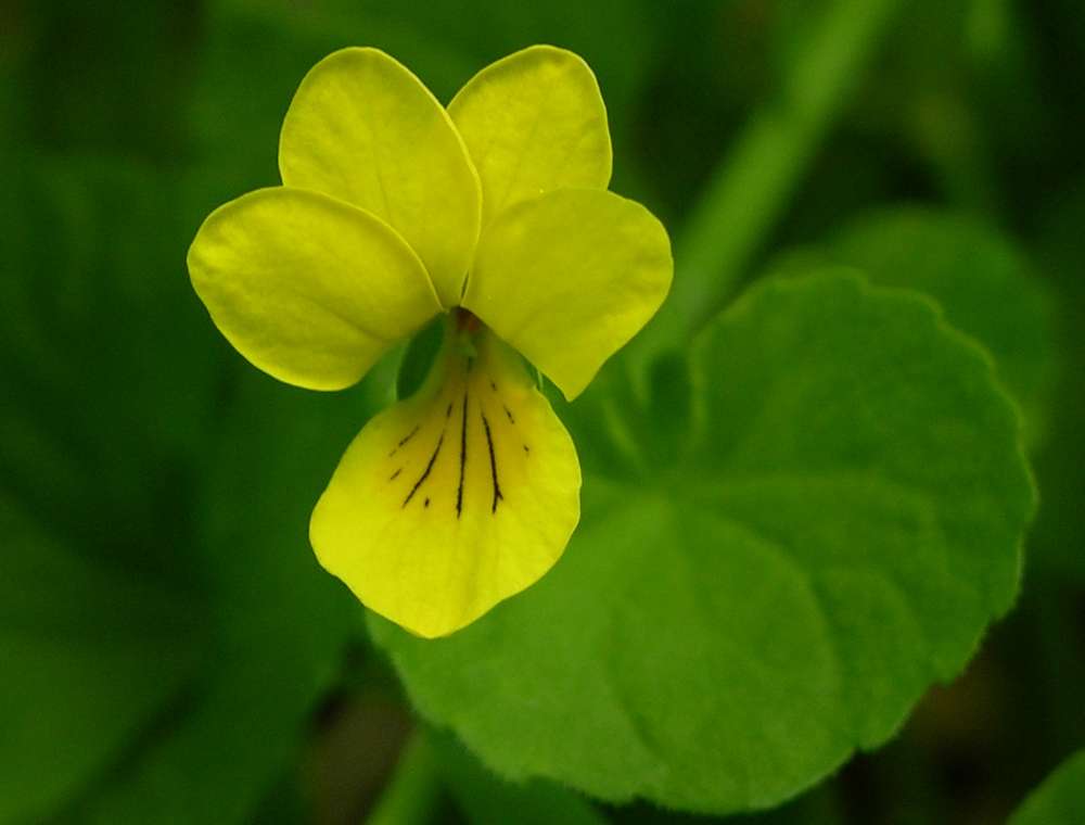 Image of Viola biflora specimen.