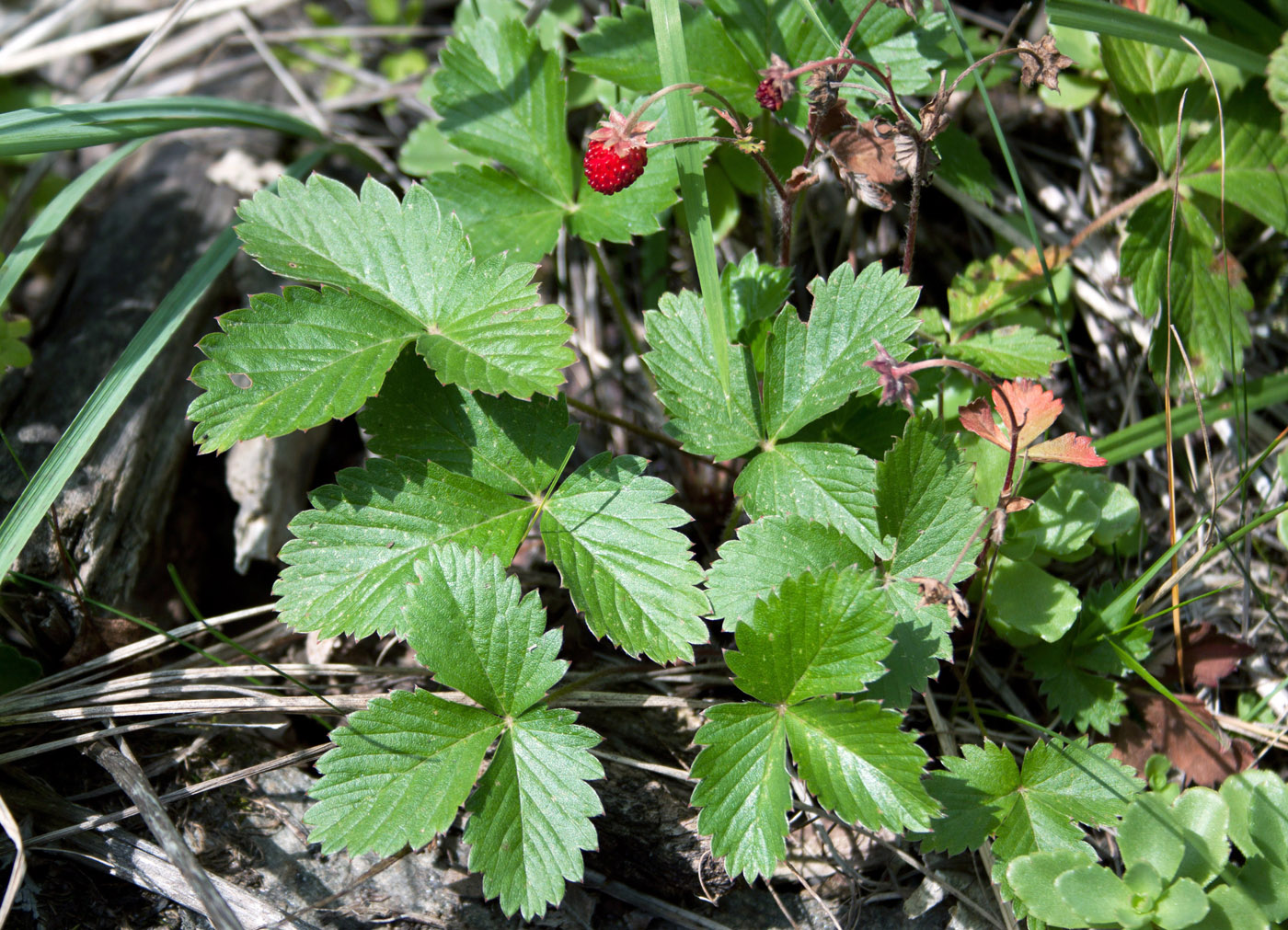 Изображение особи Fragaria vesca.