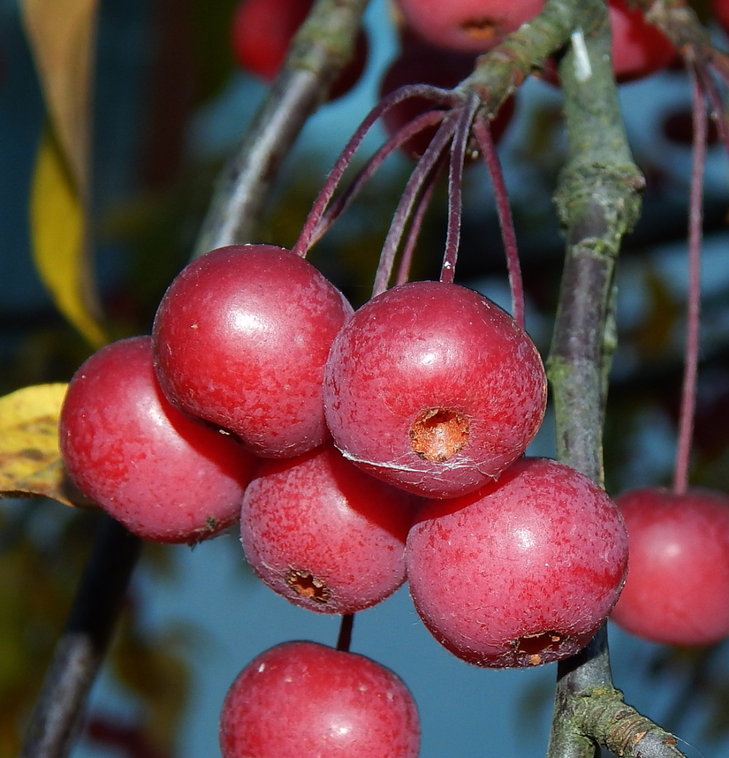 Изображение особи Malus baccata.