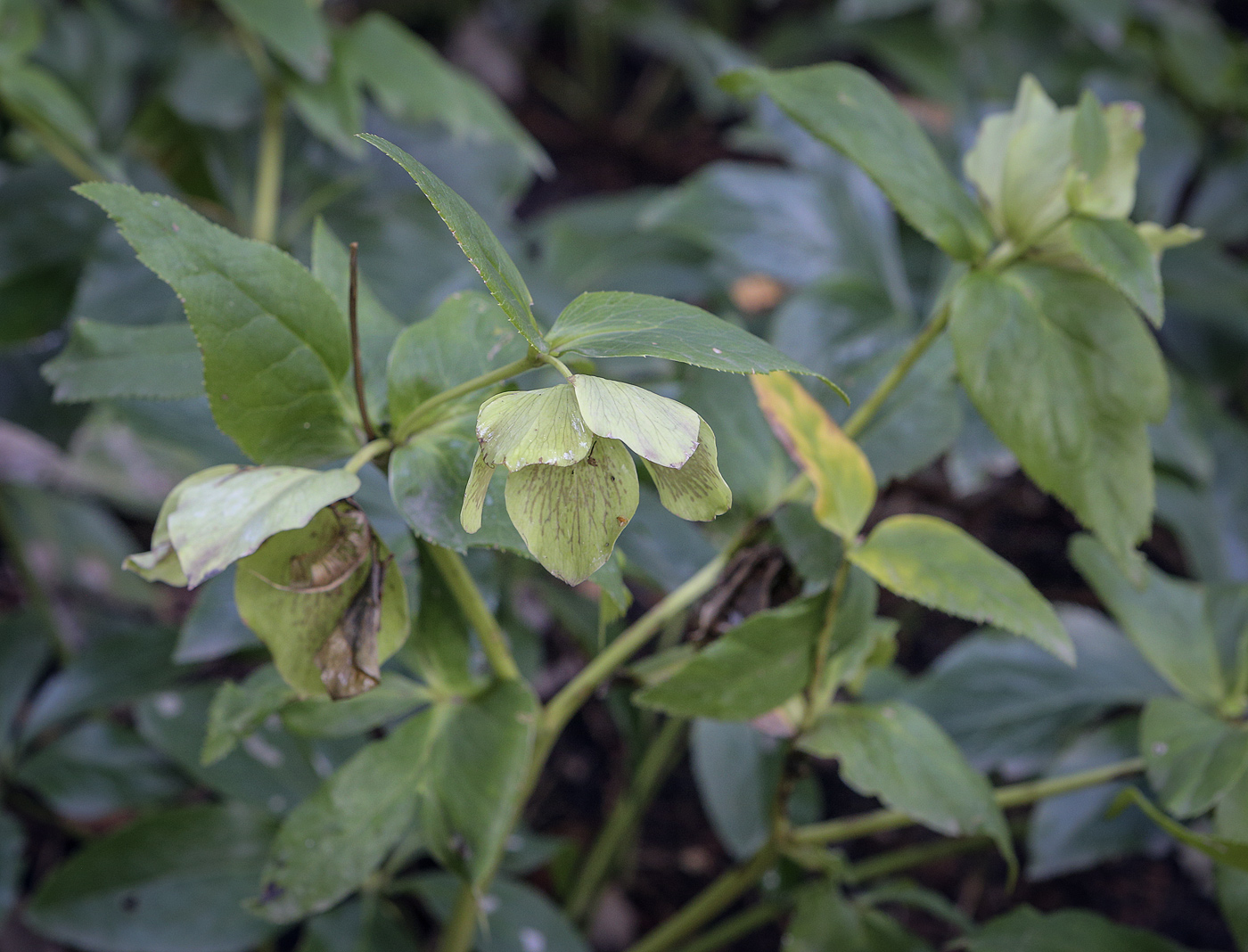 Image of genus Helleborus specimen.