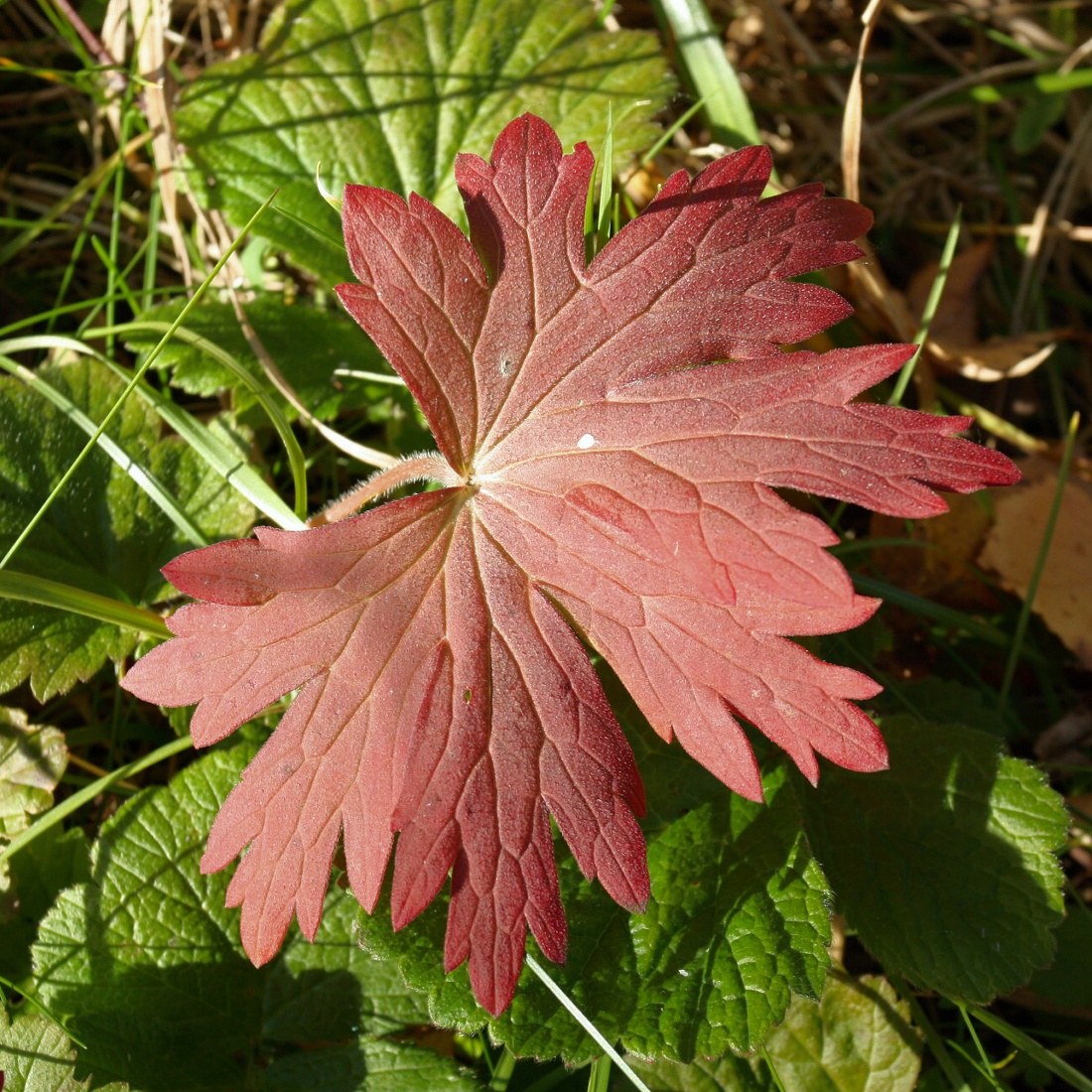 Изображение особи Geranium pratense.