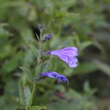 Nepeta sibirica. Побег с бутонами и цветком. Алтай, Улаганский р-н, долина р. Чулышман, берег ручья Куркуре рядом с водопадом. 6 августа 2020 г.