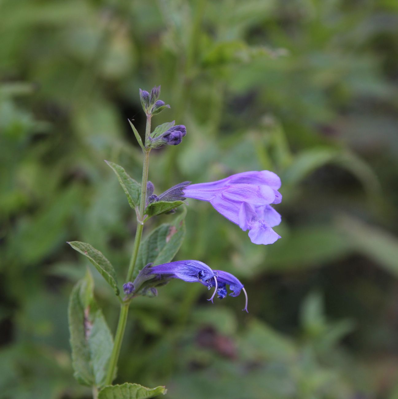 Image of Nepeta sibirica specimen.