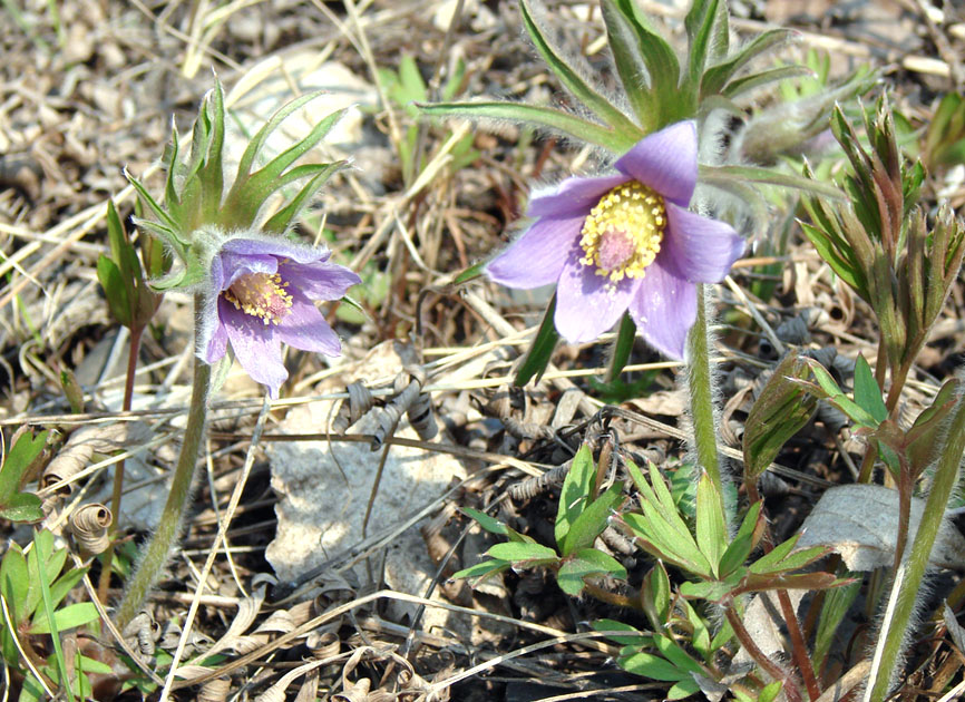 Image of Pulsatilla dahurica specimen.