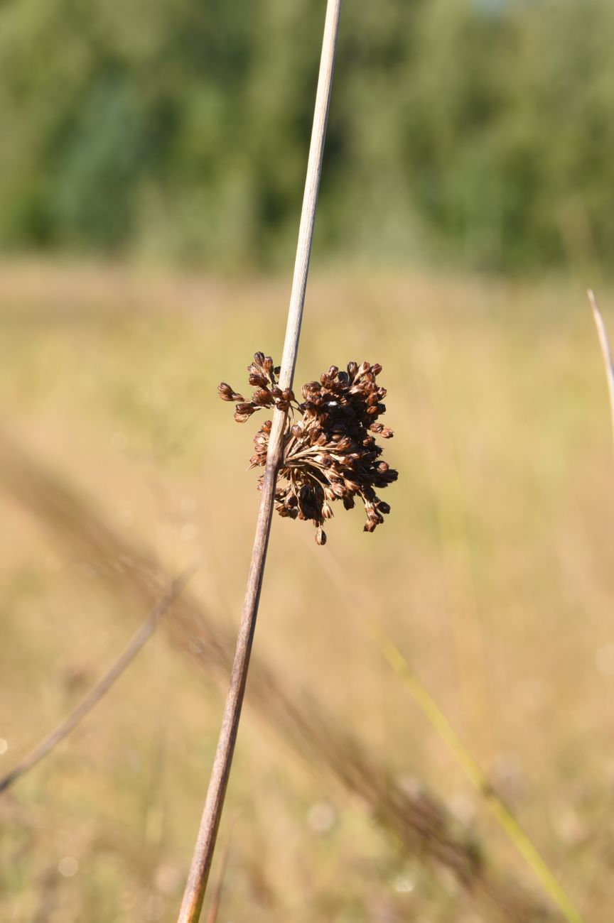 Изображение особи Juncus effusus.