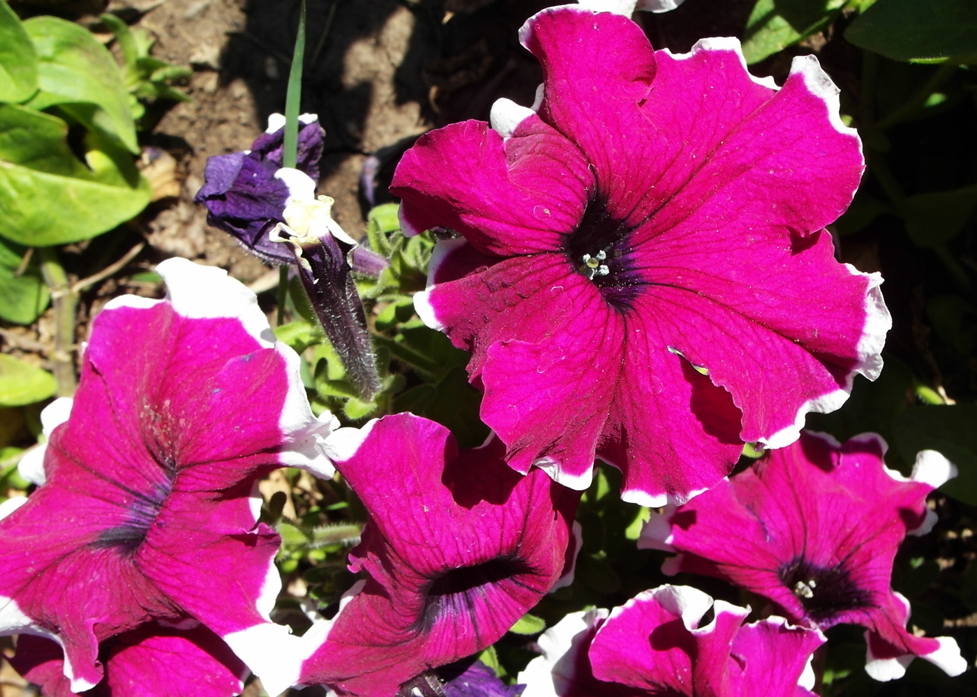 Изображение особи Petunia &times; hybrida.