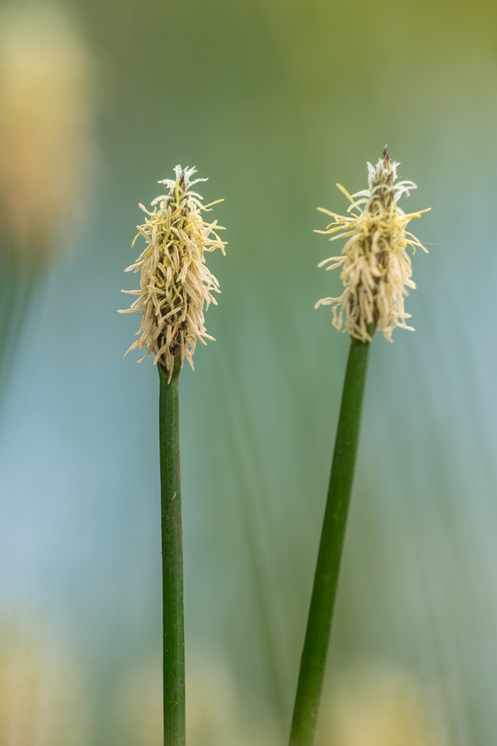 Image of genus Eleocharis specimen.