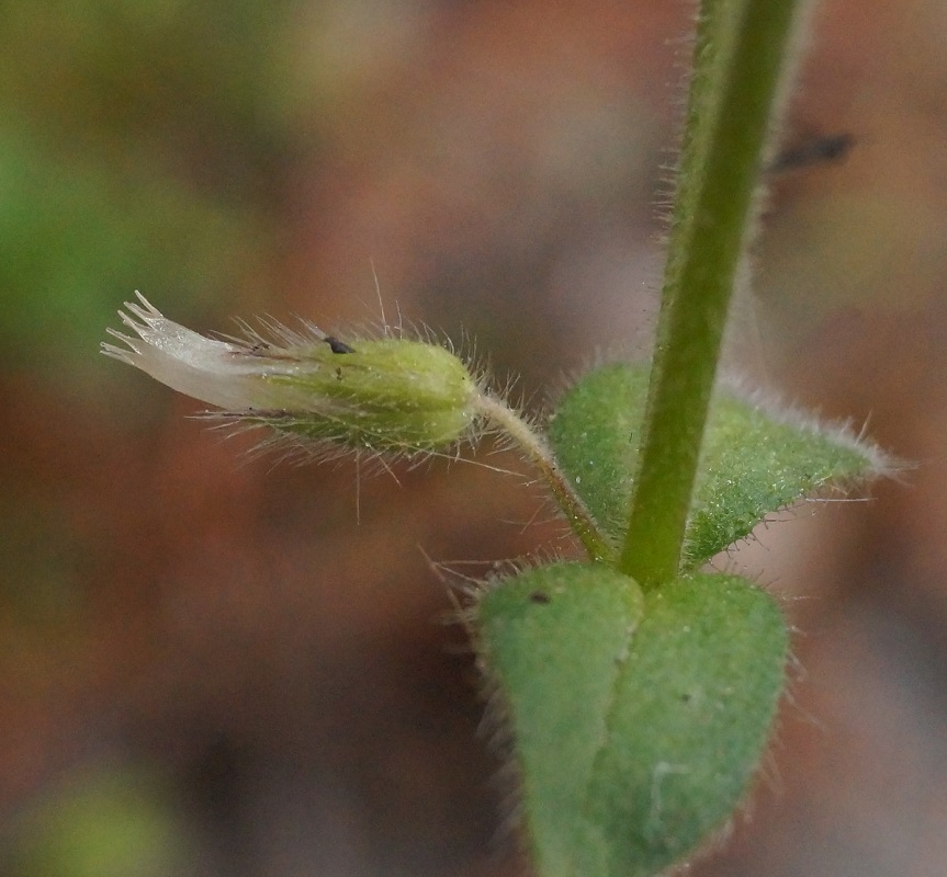 Изображение особи Cerastium glomeratum.