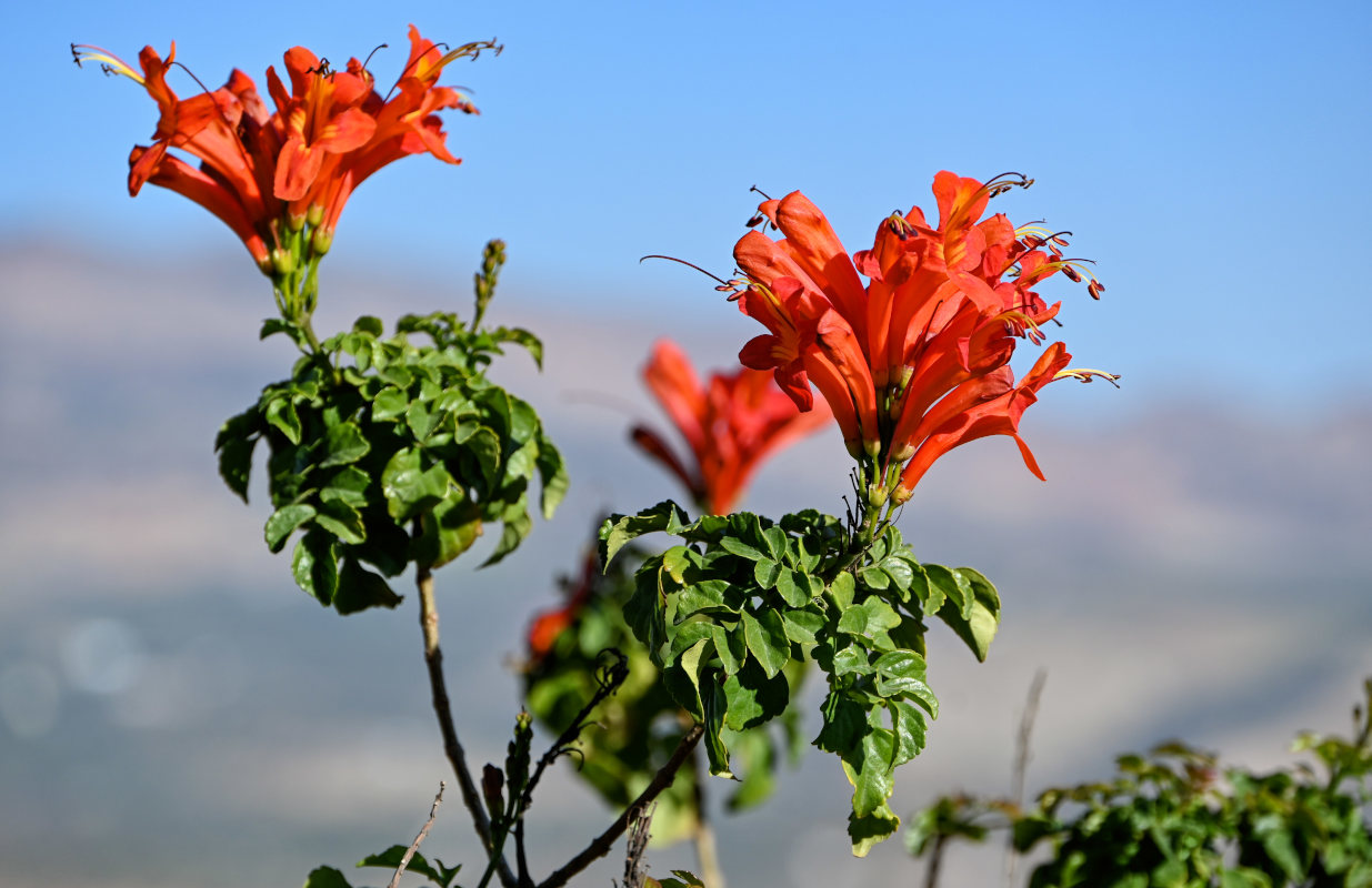 Image of Tecomaria capensis specimen.