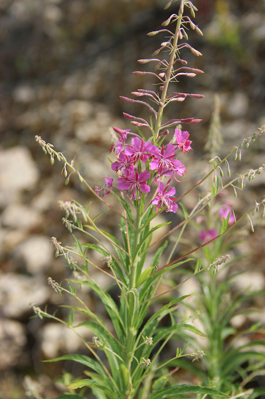 Image of Chamaenerion angustifolium specimen.