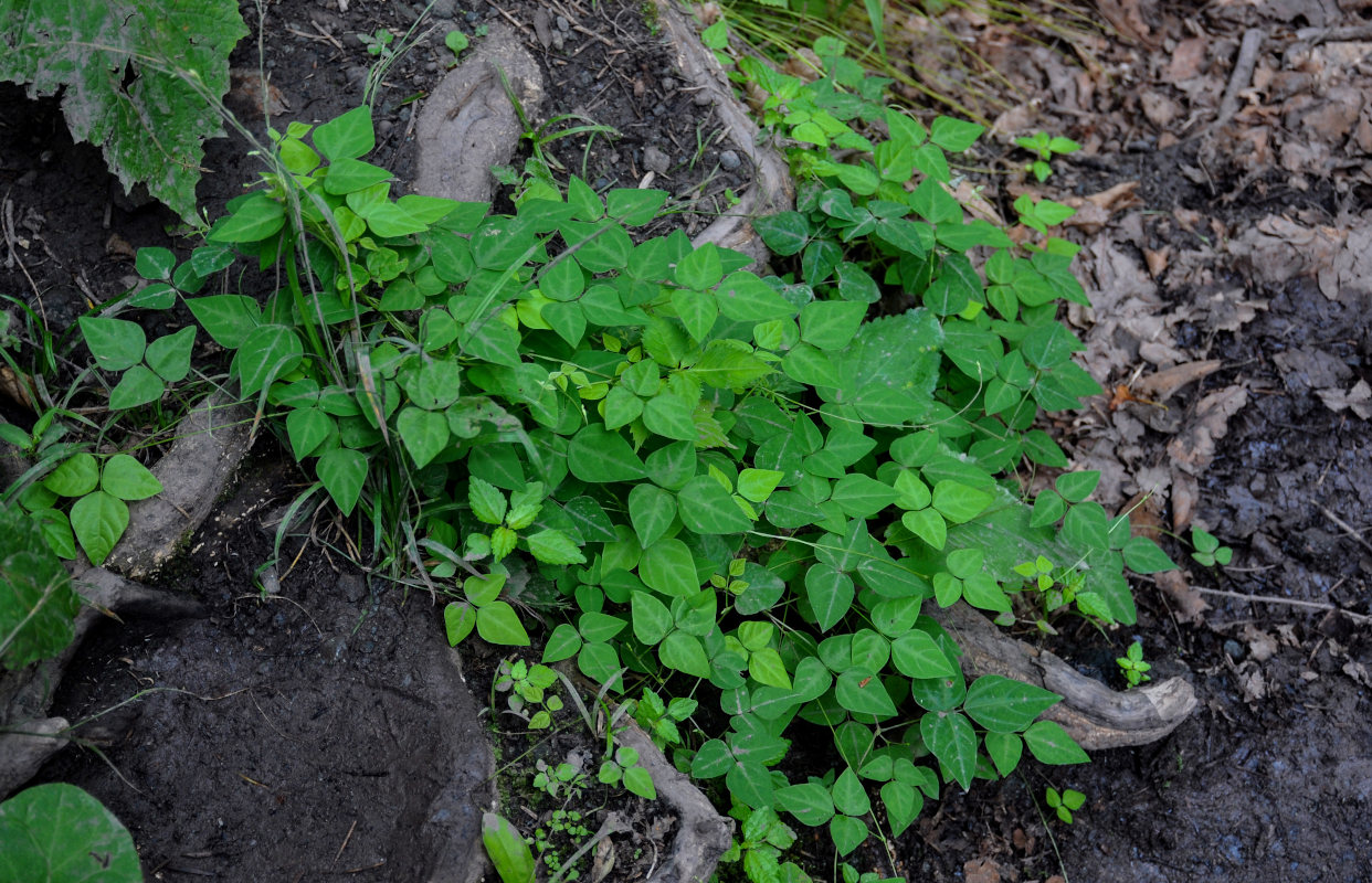 Изображение особи Glycine soja.