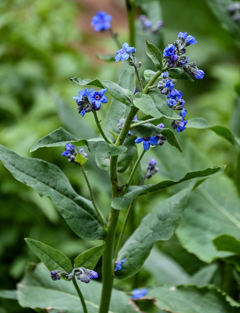 Изображение особи Cynoglossum capusii.