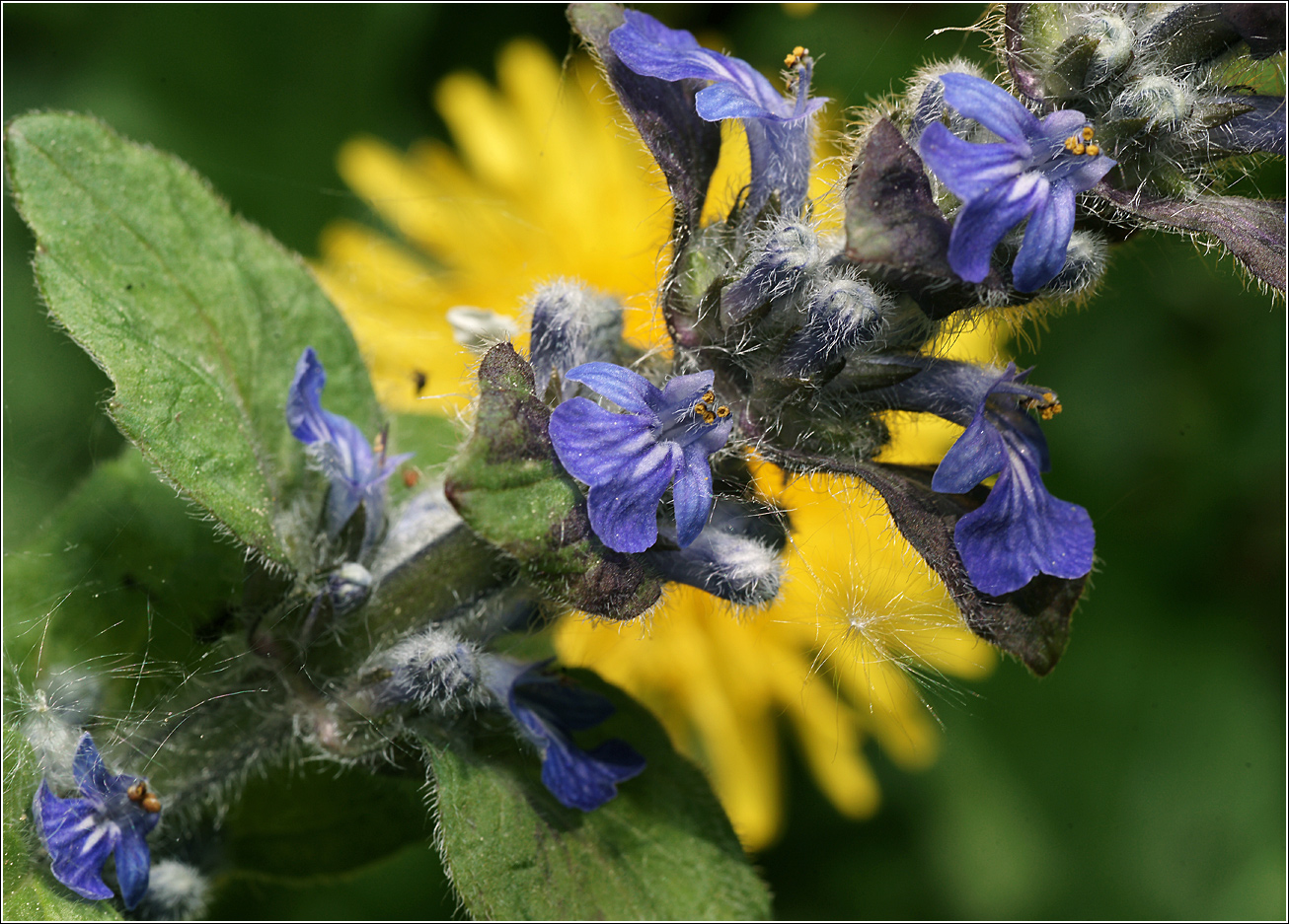 Image of Ajuga reptans specimen.