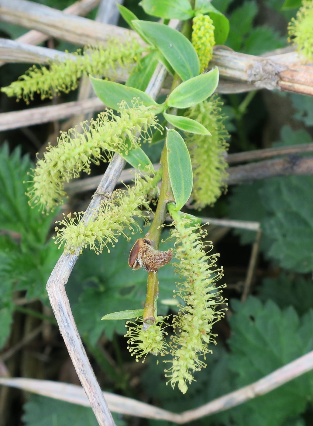 Image of Salix alba specimen.