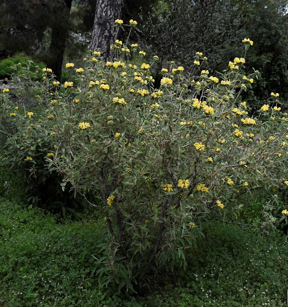 Изображение особи Phlomis cypria var. occidentalis.