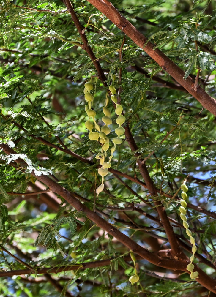 Изображение особи Vachellia nilotica.