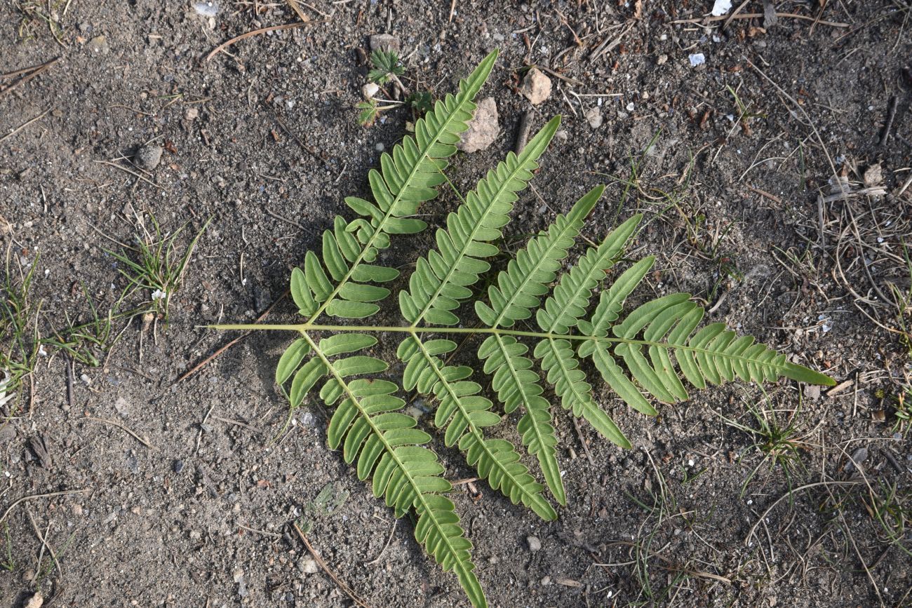 Image of Pteridium pinetorum specimen.