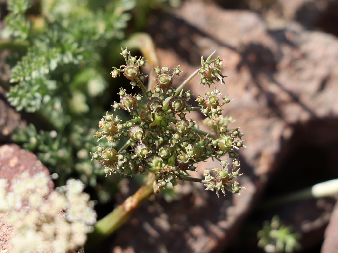 Image of Schtschurowskia meifolia specimen.