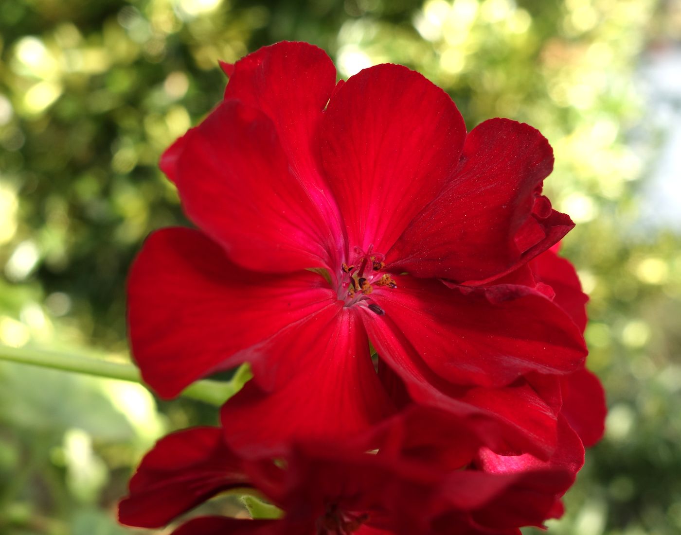 Изображение особи Pelargonium hortorum.