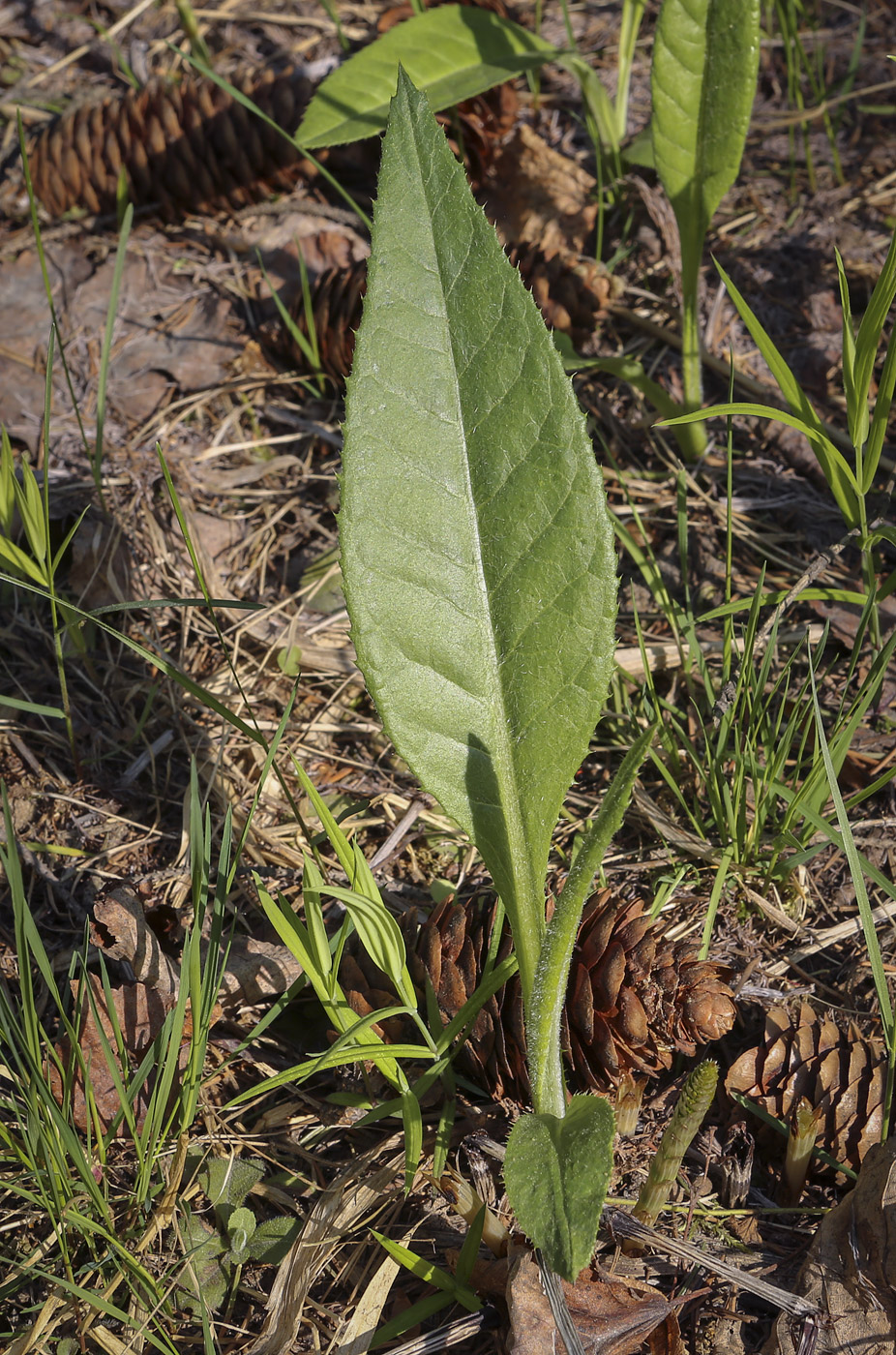 Image of Cirsium heterophyllum specimen.