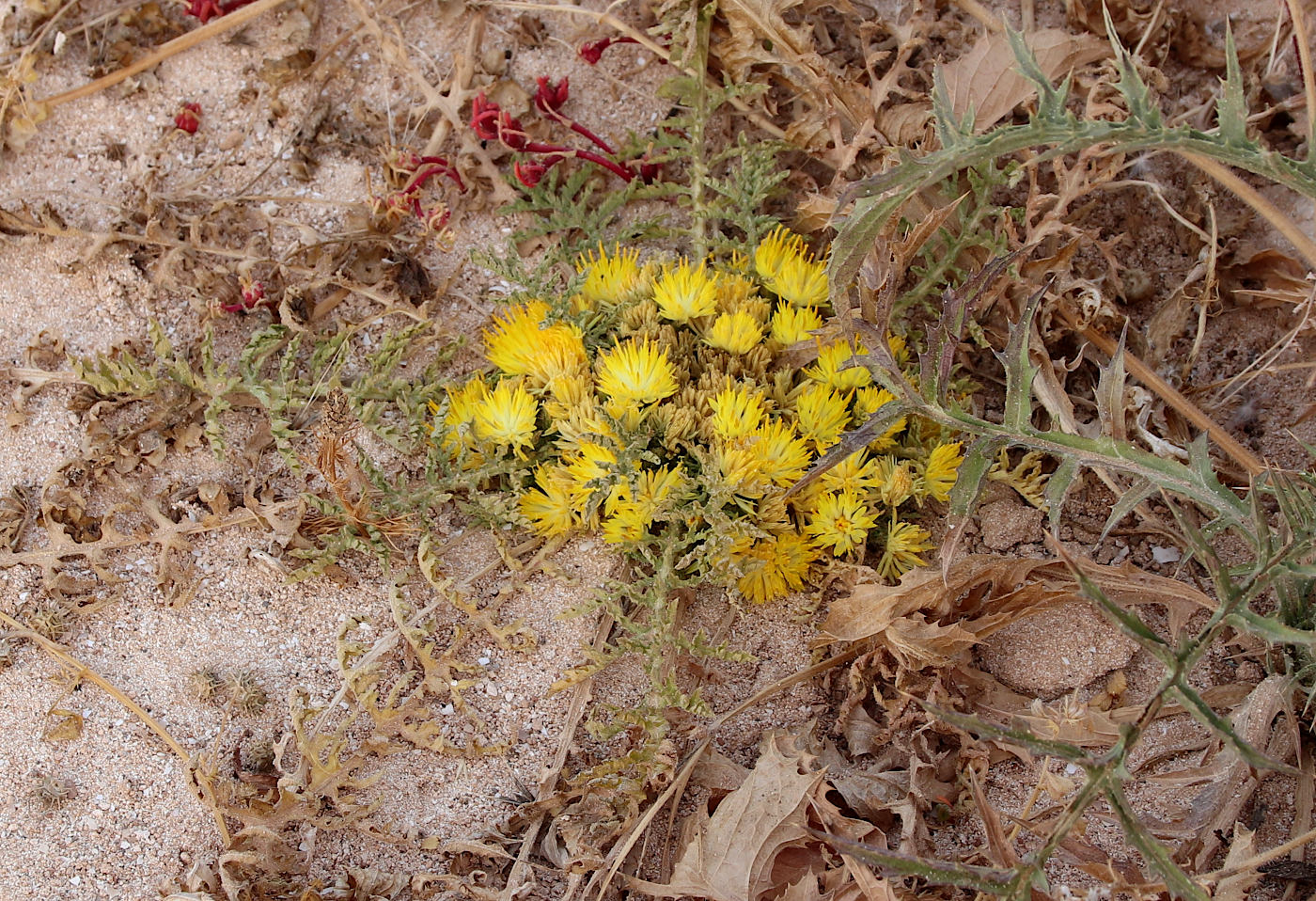 Image of Centaurea glomerata specimen.